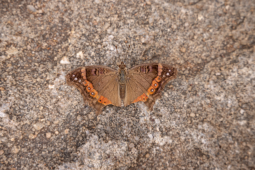 Garden Inspector or Garden Commodore butterfly Precis archesia on the surface of a rock in the Kruger National Park in South Africa