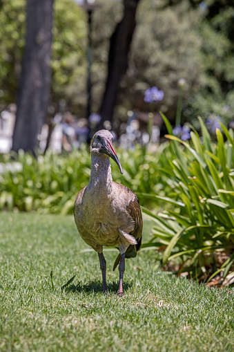 The Hadada ibis (Bostrychia hagedash) is quite common in South Africa and are often seen in public parks