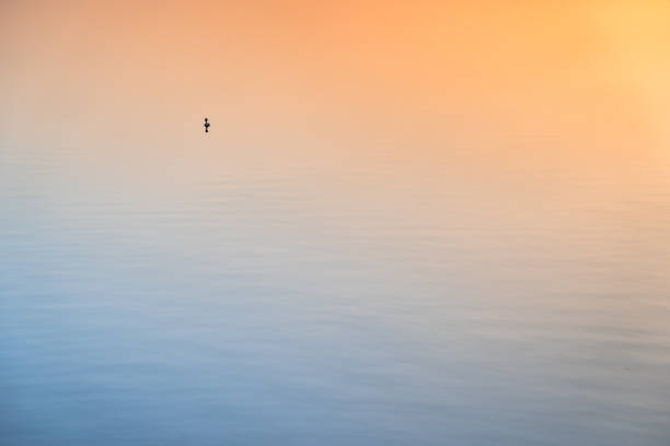 istock Duck swimming on the lake 1458483192