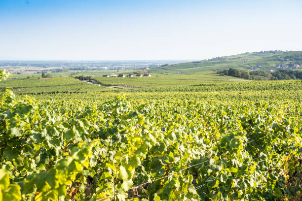istock Vineyard in Alsace, France 1458483496