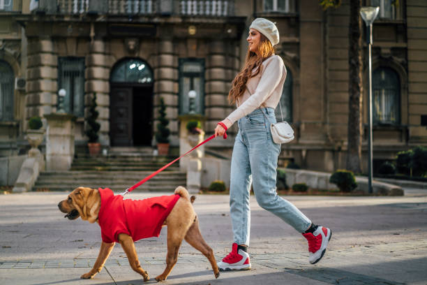 Woman walking her dog in the city stock photo