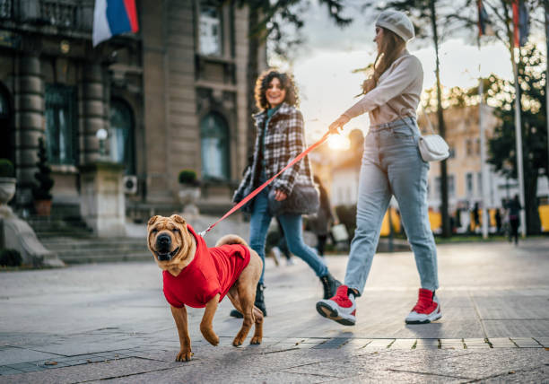 istock Women friends walking a dog 1458483801
