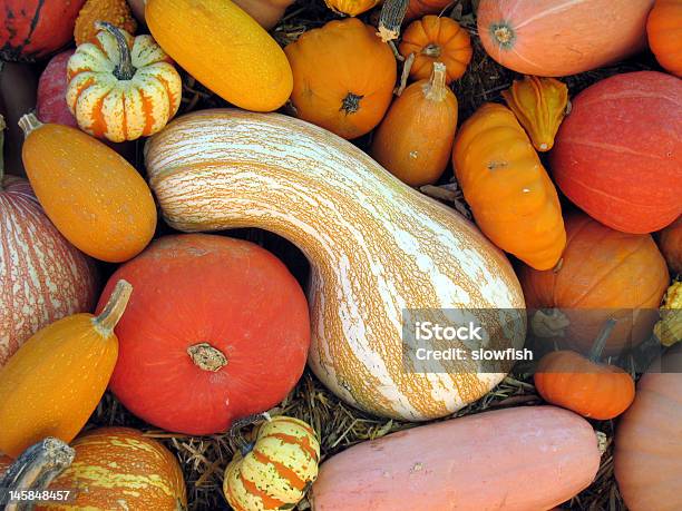 Harvest Stockfoto und mehr Bilder von Agrarbetrieb - Agrarbetrieb, Blatt - Pflanzenbestandteile, Blumenbeet