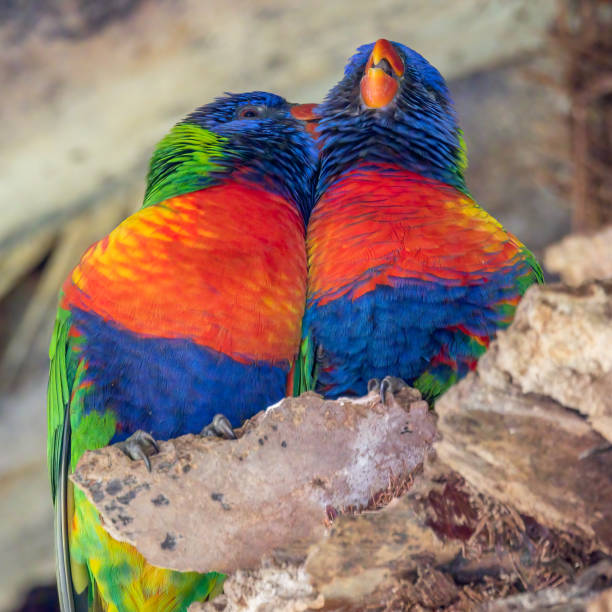 istock Close-up on loving rainbow lorikeets 1458484925