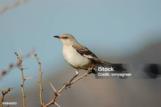 Pássaro Mocking - Fotografias de stock e mais imagens de Ave canora - Ave canora, Beleza natural, Deserto