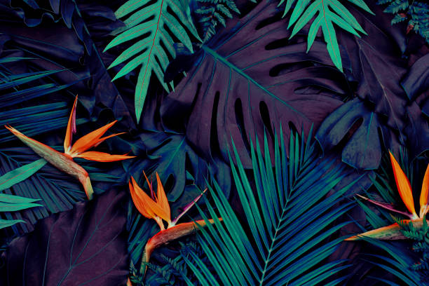 istock Tropical exotic flower on blue leaves background 1458487540