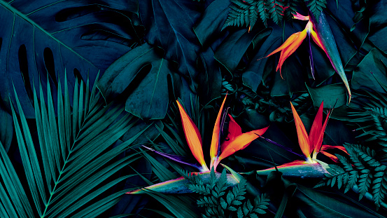 Flor tropical exótica sobre fondo de hoja azul photo
