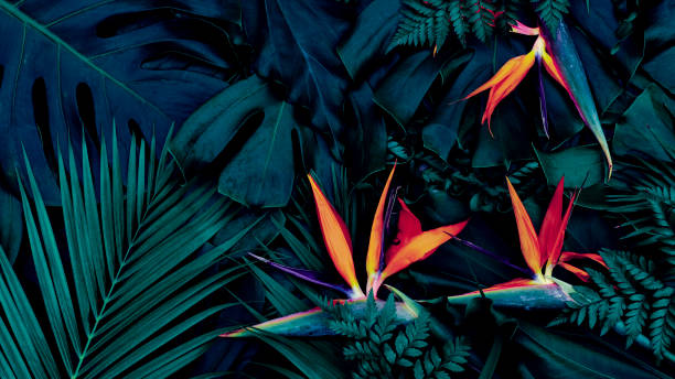 fiore esotico tropicale su priorità bassa blu della foglia - tropical rainforest rainforest tropical climate formal garden foto e immagini stock