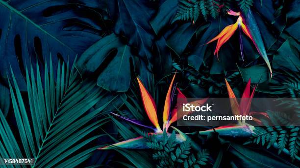 Tropical Exotic Flower On Blue Leaf Background Stock Photo - Download Image Now - Bird of Paradise - Plant, Botanical Garden, Rainforest