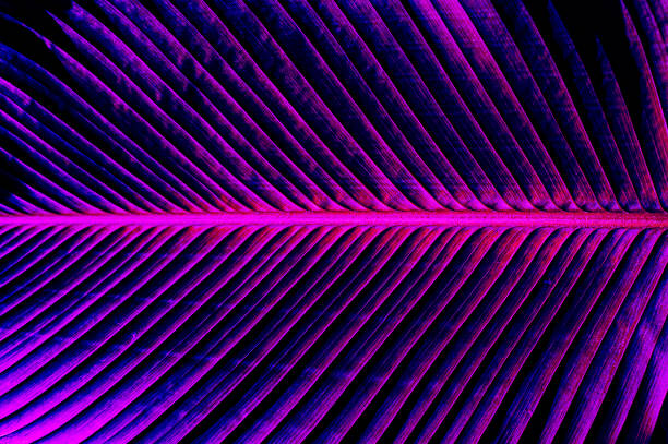 istock tropical leaf background, purple neon glow toned. 1458487547