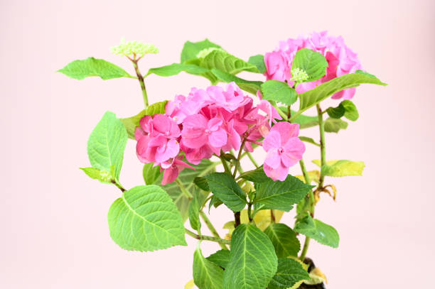 istock Small bush of blooming pink hydrangea with green leaves over pastel background 1458487965