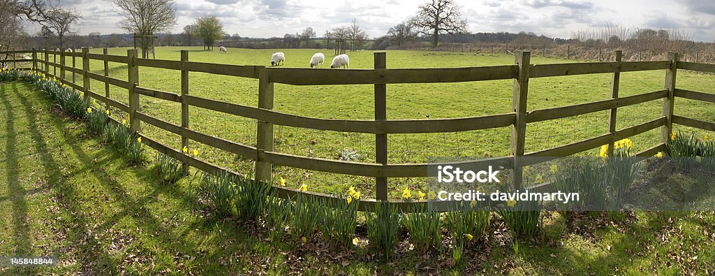Narciso - Foto de stock de Ganado - Animal doméstico libre de derechos