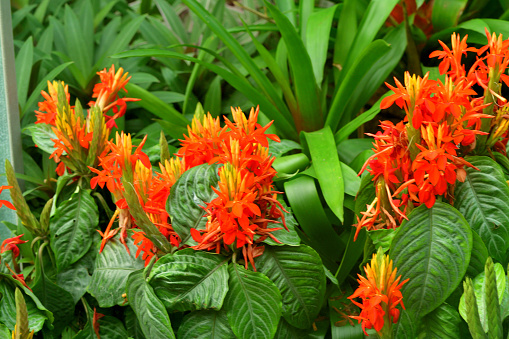 Aphelandra aurantiaca, native to Mexico and South America, is tropical flowering plant, with bright red/orange and yellow blooms appearing upright from the bottom of each flower spike in winter. The flowers have appearance of bursting into flame above green, glossy foliage.
