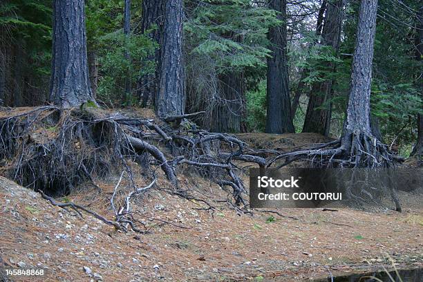Raízes De Árvore - Fotografias de stock e mais imagens de Ajardinado - Ajardinado, Arbusto, Baniano