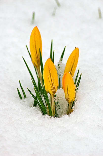 crocusse olhar para a primavera - single flower flower crocus bud imagens e fotografias de stock
