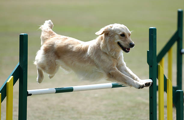 istock Golden Retriever on dog agility course 145849136