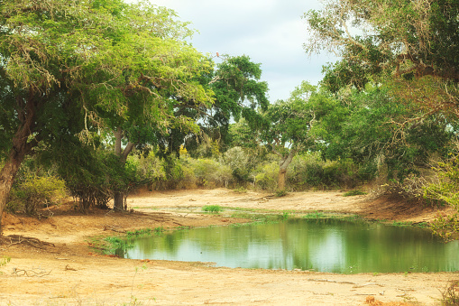 Little pond in Yala-Nationalpark Sri Lanka
