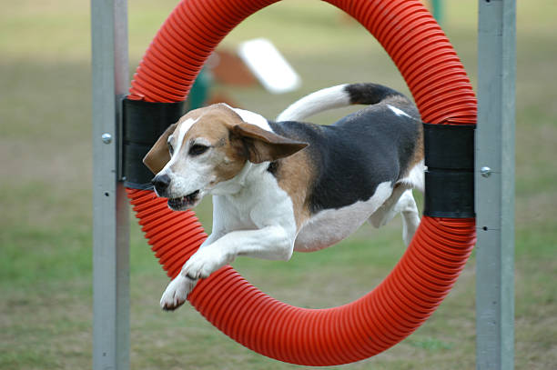 istock Beagle jumping through a raised red hoop outdoors 145849175