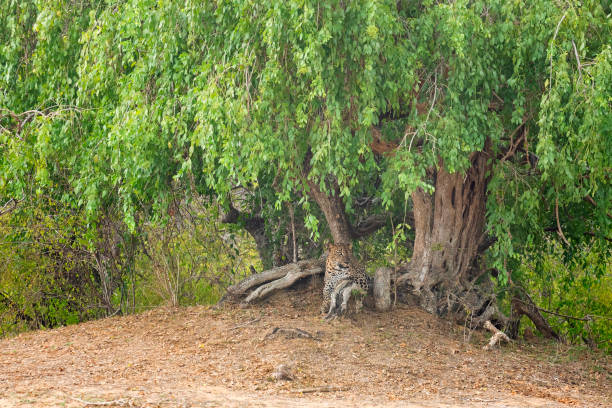 léopard se reposant sous un arbre dans le parc national du sri lanka - tree stream forest woods photos et images de collection