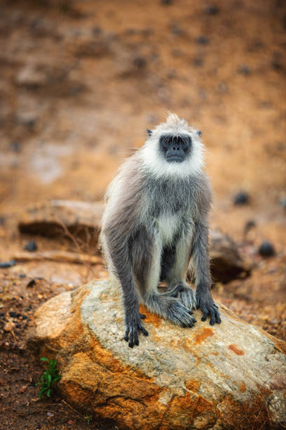 Gray langur monkey in the wild of Sri Lanka stock photo