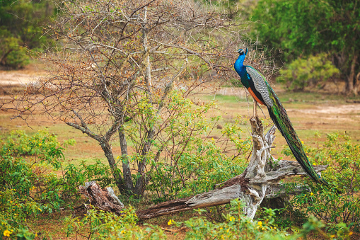 Beautiful peacock on the tree in Sri Lanka