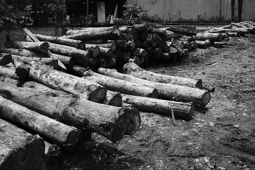 Black and white photo, Monochrome photo of large piles of logs resulting from forest logging in the Pangandaran area - Indonesia