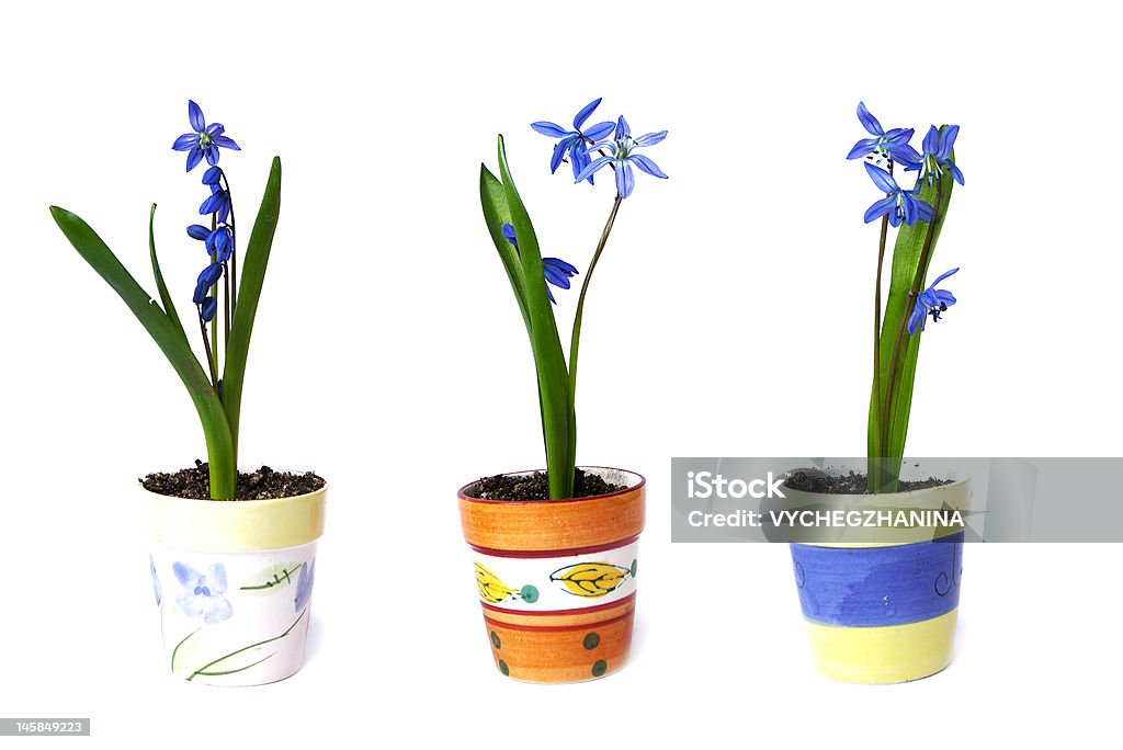 Три flowerpots с snowdrops - Стоковые фото Без людей роялти-фри