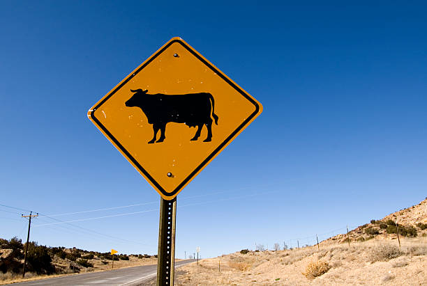 istock Cow Crossing Sign on Route 66 145849287