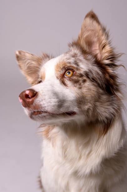 istock Portrait of Border Collie 1458492964