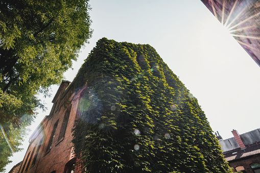 Facade greening in the Linden district of Hanover, Germany