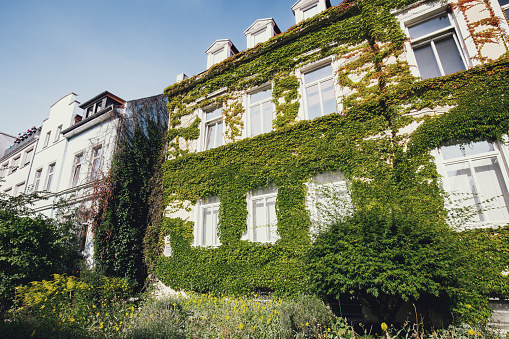 House facade covered with ivy plants