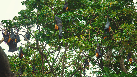 Flying foxes resting in the tree in the south of Sri Lanka during the day.