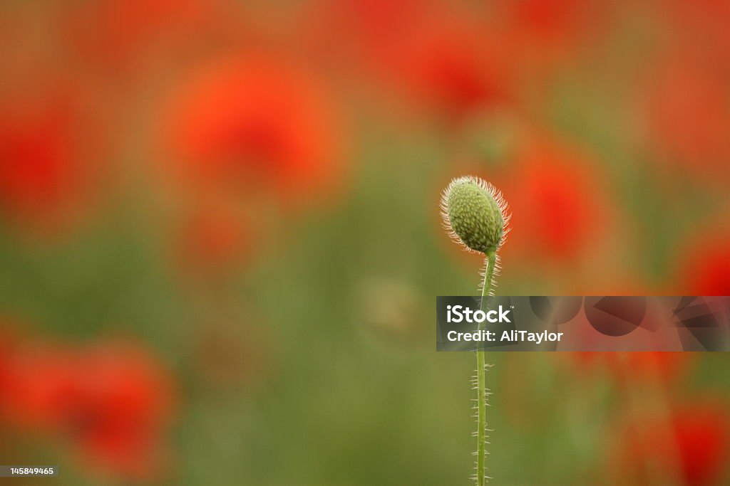 Tarde para bloom - Foto de stock de Campo royalty-free