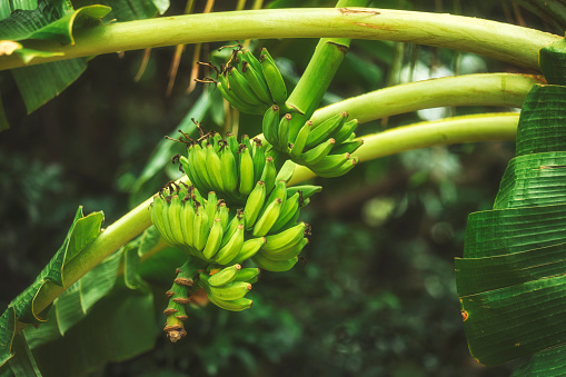 Ripe bananas on the tree in Sri Lanka