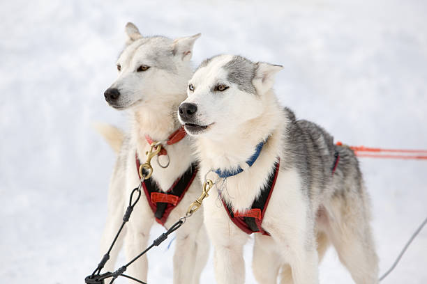 istock Husky sled-dogs 145849495