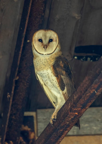 istock Falkland Islands Barn Owl 1458495152