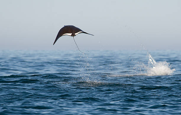 Manta Ray Flying out from the Sea of Cortez stock photo