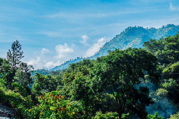 arboles con montañas de fondo  coban