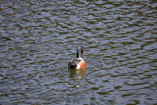 istock Cute migratory duck swimming in the pond 1458495753