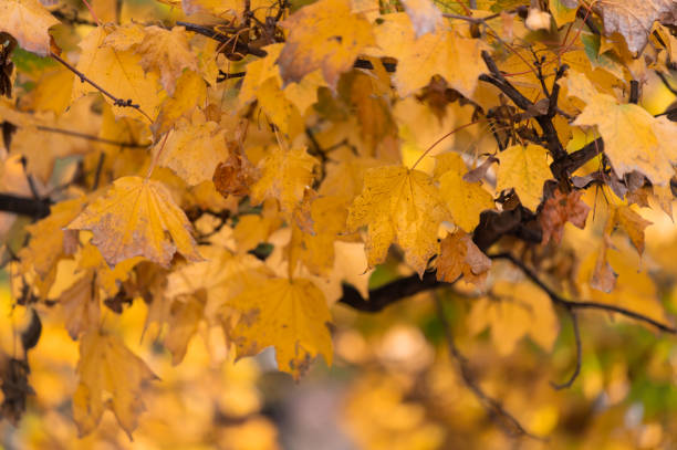 istock Autumn Orange Leaves 1458496993