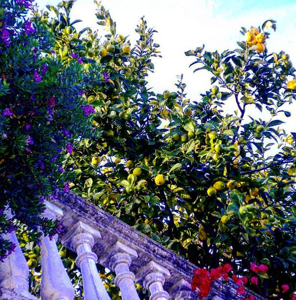 Madeira island, botanical garden Monte, Funchal