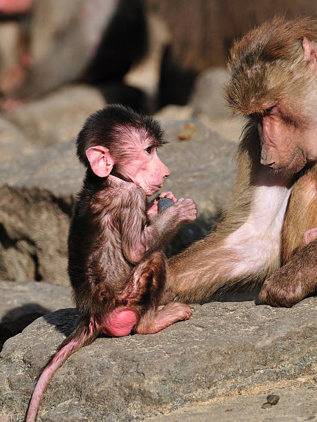 Baby baboon with mother stock photo