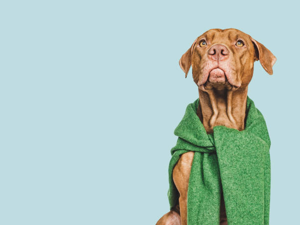 istock Lovable, pretty brown puppy. Isolated background. Closeup 1458497507