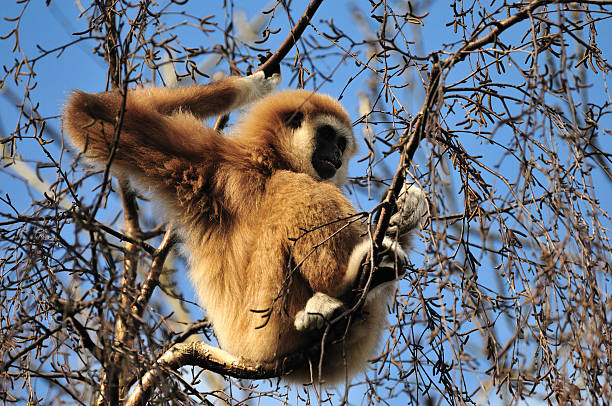 White handed gibbon relaxing in tree stock photo