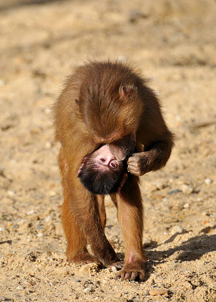 Baby baboon hanging on mother's belly stock photo