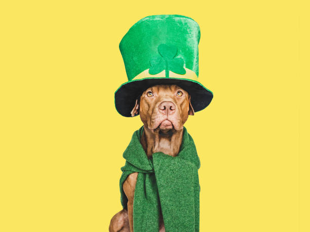 istock Puppy and a bright green leprechaun hat 1458498175