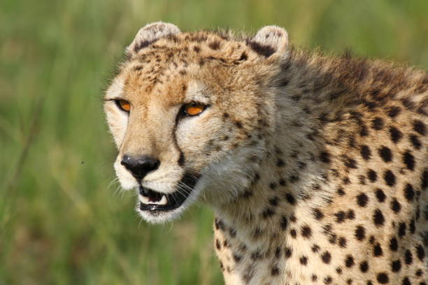 Female cheetah in Sabi Sands Game Reserve resting after hunt in South Africa. Taken on an early morning game drive.