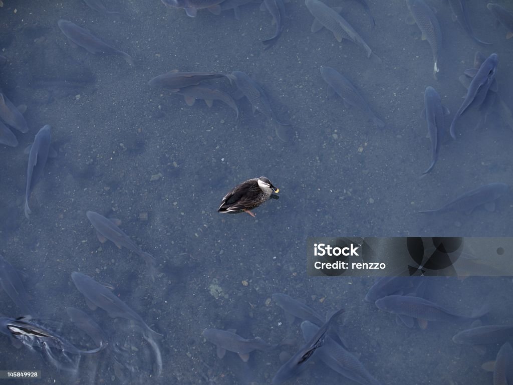 Pato Spotbill rodeado de enjambre de pescado - Foto de stock de Agua libre de derechos