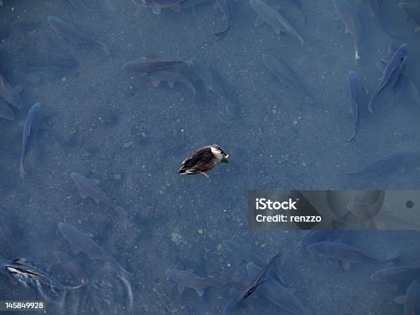 Pato Spotbill Rodeado De Enjambre De Pescado Foto de stock y más banco de imágenes de Agua - Agua, Aislado, Aleta - Parte del cuerpo animal