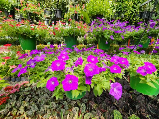 istock Petunia is a shrub with beautiful bright multi-colored flowers. It is commonly planted in pots as an ornamental plant. 1458500475